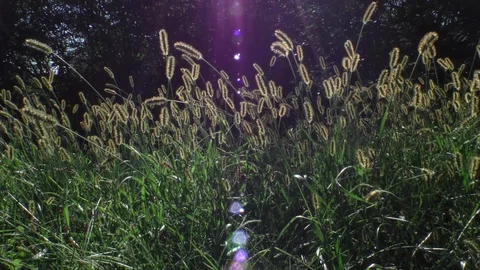Backlit grasses waving in the wind wide shot wide light ray Stock Footage 88917776