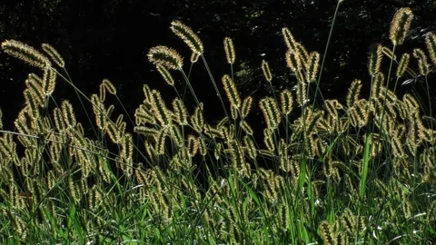 Backlit grasses waving in the wind wide shot Stock Footage 88918117