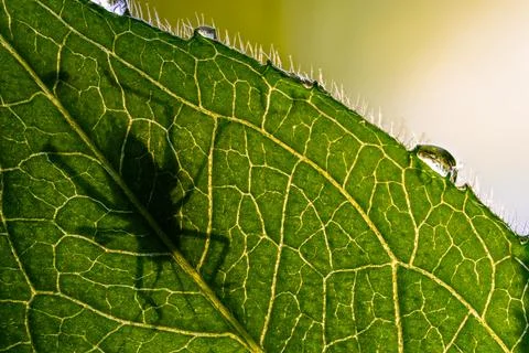 Backlit grasshopper macro, exoskeleton detail Stock Photos