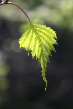 Backlit Gray Birch leaf in springtime Stock Photos