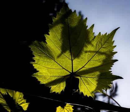 Backlit green grape leaf showing intricate veins and serrated edges against.. Fotos de archivo