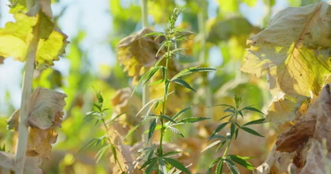 Backlit green hemp plant ringed by dried curled leaves in a field, 8K Stock Footage 339245439