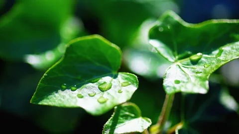 Backlit green ivy leaf adorned with water droplets. Nature Stock Footage 309380750