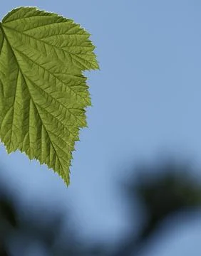 Backlit green leaf against blue sky with copy space Stock Photos