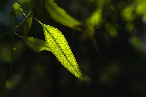 Backlit green leaf reveals delicate veins against a dark natural bokeh back.. Stock Photos