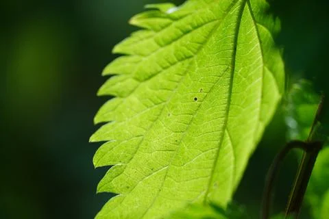 Backlit Green Leaf Showing Fine Veins Stock Photos