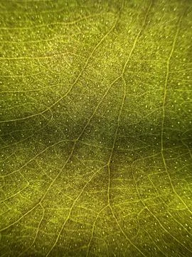 Backlit Green Leaf Texture Macro with Veins Stock Photos