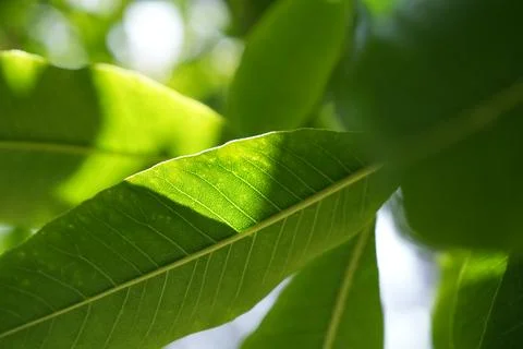 Backlit Green Leaf Texture Showing Vein Structure in Sunlight Stock Photos