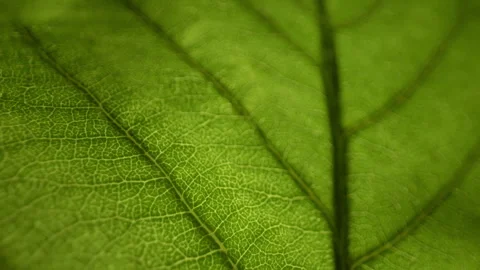 Backlit Green Leaf Vein Structure With Detailed Organic Texture Stock Footage 336464043