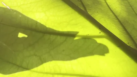 Backlit Green Leaf Veins With Moving Hand Silhouette Stock Footage 348587059