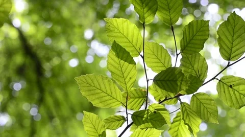 Backlit Green Leaves Stock Footage 7756604
