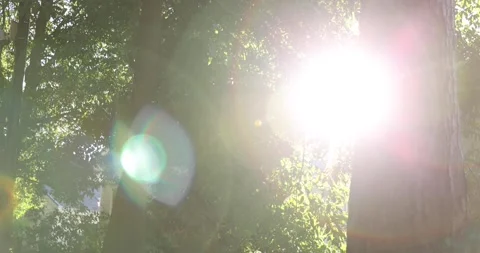 Backlit Green Leaves Video stock 197944489