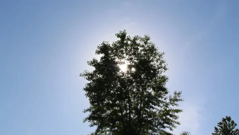 Backlit with green leaves, the wind was blowing. Stock Footage 276180946