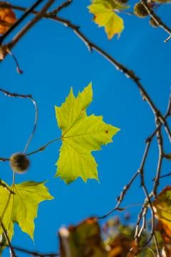 Backlit green maple leaf on a tree Stock Photos
