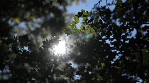 Backlit Green Maple Leaves in Summer Sunlight 1 Stock Footage 306054080