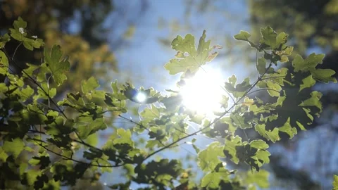 Backlit Green Maple Leaves in Summer Sunlight 2 Video stock 306054141