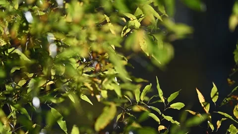 Backlit green tree leaves moving in a light wind, Shallow depth of field Stock Footage 288012116