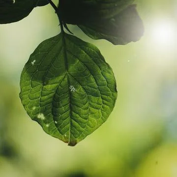 Backlit green tree leaves in spring season Stock Photos