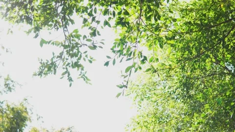 Backlit Green Tree Shadows Creating a Fresh Airy Spring Outdoor Atmosphere Stock Footage 341873353