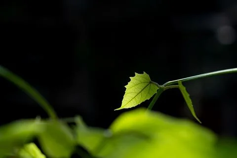 Backlit Green Vine Leaf Glowing Against Isolated Black Background Stock Photos
