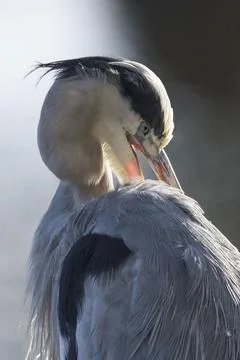 Backlit grey heron Foto stock