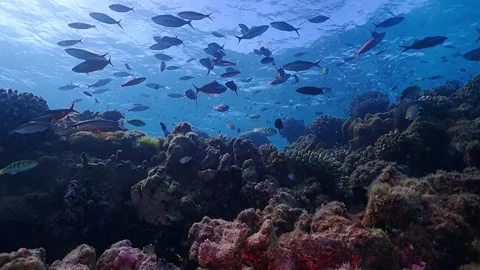 Backlit Hard Coral Teeming with Tropical Fish Stock Footage 335898006