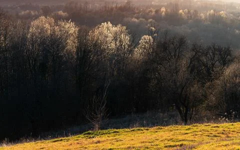 Backlit hazel trees in forest in early spring Stock Photos