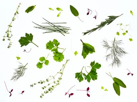 Backlit herbs Stock Photos
