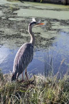 Backlit heron Stock Photos