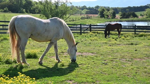 Backlit Horses Grazing Stock Footage 200633996