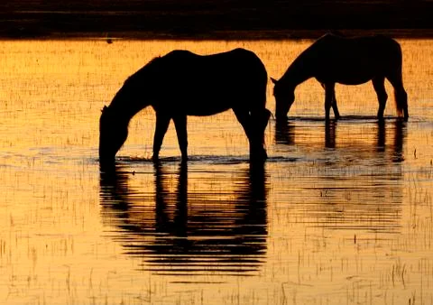 Backlit horses Stock Photos