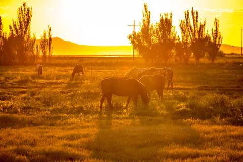 Backlit Horses at Sunset Foto stock