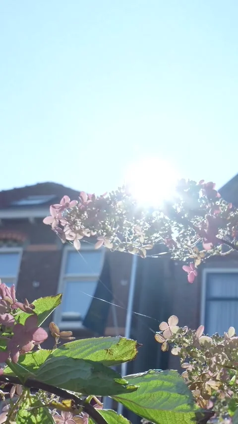 Backlit hydrangea flowers with spider web on a sunny day Vidéo 327108663