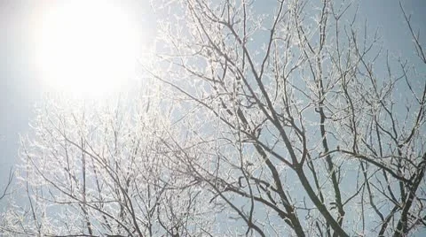 Backlit Icy Tree Stock Footage 10562747