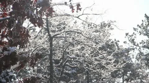 Backlit Icy Tree Stock Footage 10562752