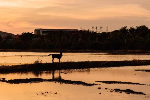 Backlit image of the sunset views of rice fields and a dog walking Stock Photos
