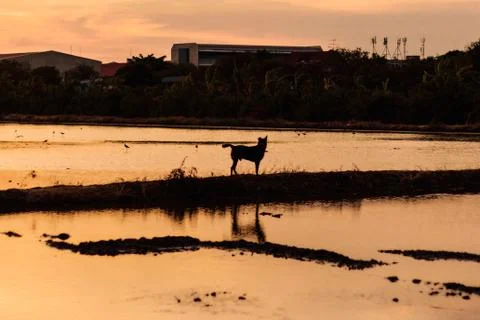 Backlit image of the sunset views of rice fields and a dog walking Stock Photos