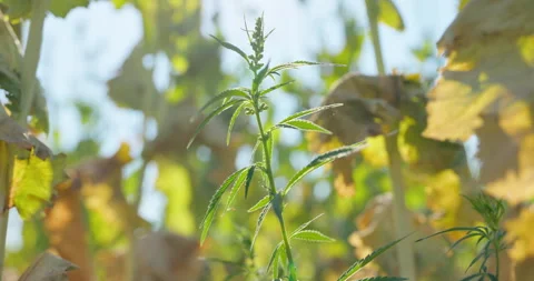 Backlit industrial hemp stem with serrated leaves in a field, low angle, 8K Stock Footage 339245230