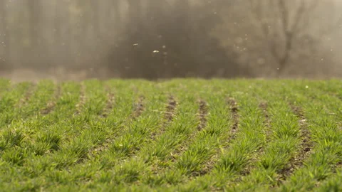 Backlit Insects Flying Over Sprouting Winter Wheat Field, 4K Stock Footage 160695072