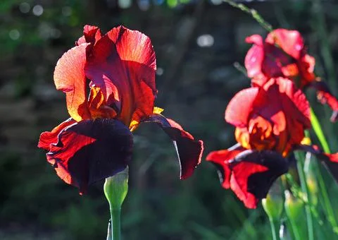 Backlit irises Stock Photos