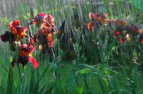 Backlit irises under rain Stock Photos