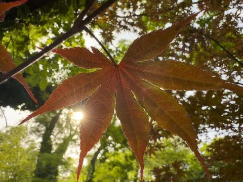 Backlit Japanese maple leaf with sunlight shining Stock-Fotos