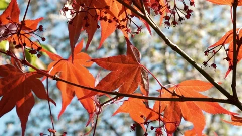 Backlit Japanese Maple leaves Stock Footage 177486854