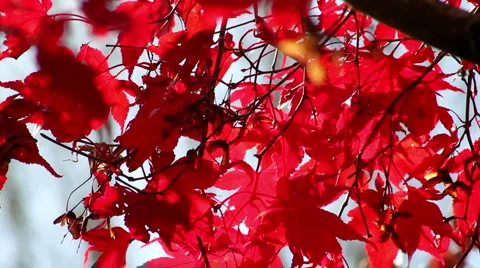 Backlit Japanese Maple- Red- Light Breeze Video stock 940184