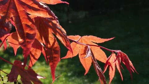 Backlit Japanese Maple tree leaves Stock Footage 177486575