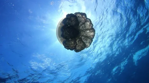 Backlit Jellyfish With the Sun Stock Footage 53427528