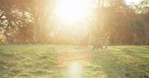 Backlit Kangaroos Spooked by something 動画素材 49563998