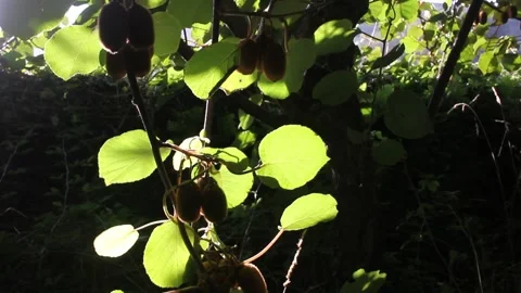 Backlit kiwi fruit hanging on the tree branch with glowing green leaves in a Видео 348144164