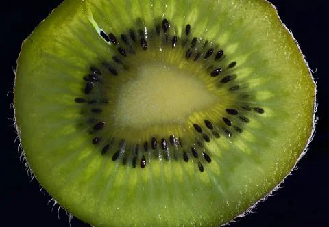 Backlit kiwi slice highlighting its texture Photos