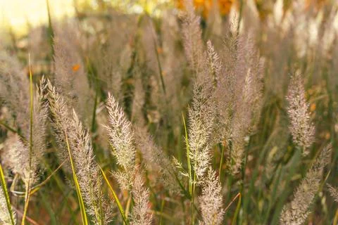 Backlit Korean feather reed grass plumes in autumn garden Stock Photos